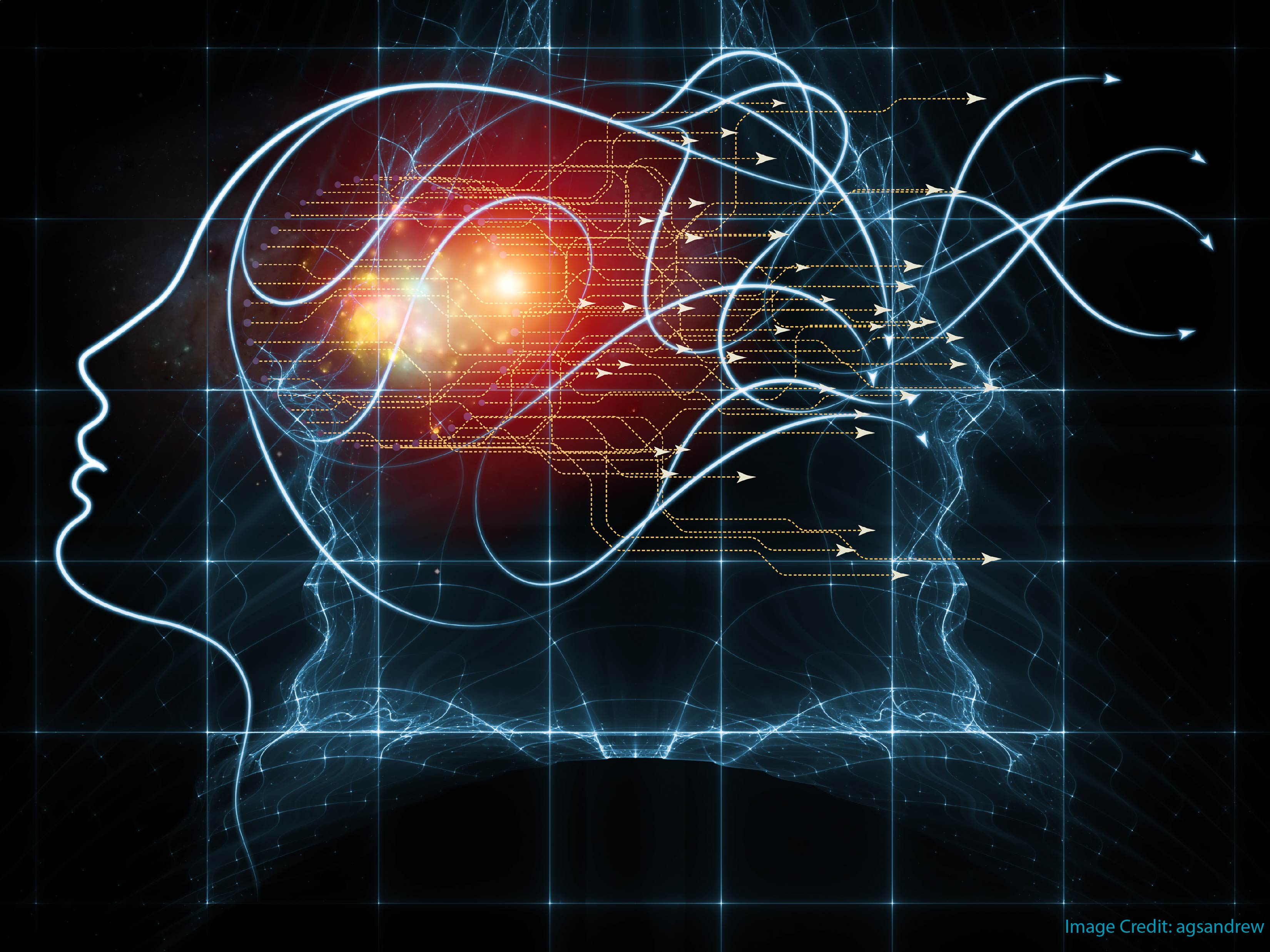 wandering minds the default network and stimulus independent thought