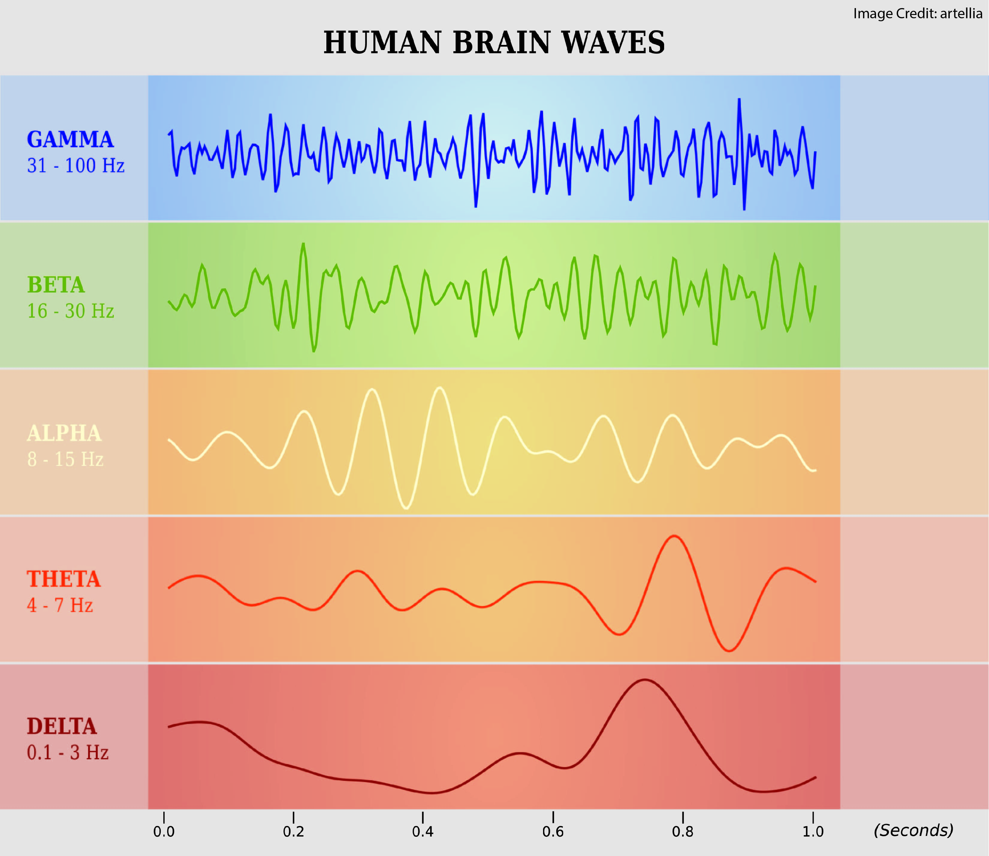 understanding brain waves