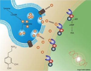 dopamine, motivation, and learning