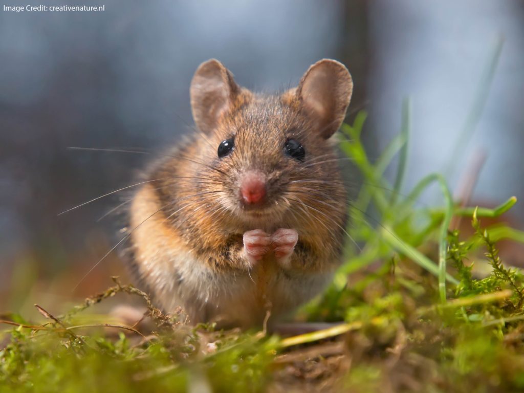 Building a Better Research Mousetrap: @justsaysinmice