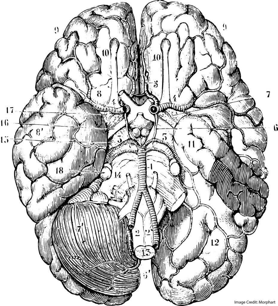 Right Brained Language Learning (And Other Reasons to Ignore Brain Myths)