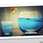 Goldfish Jump