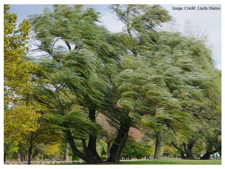 Tree Wind