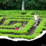 Children Playing in Maze