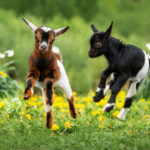 Two baby goats, one brown and white, theo other black and white, frolicking in a field.
