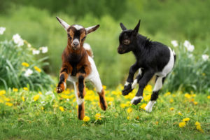 Two baby goats, one brown and white, theo other black and white, frolicking in a field.