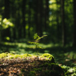 Young rowan tree seedling grow from old stump in a sunlit forest.