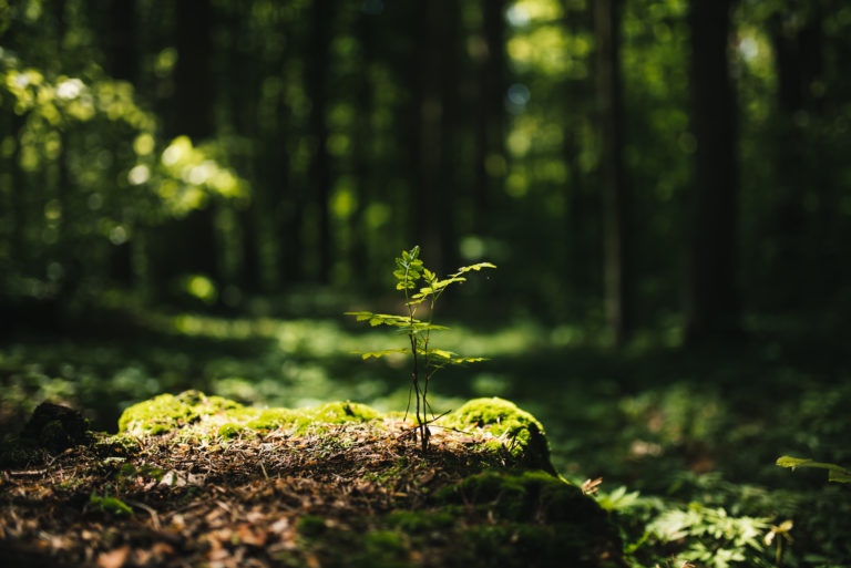 Young rowan tree seedling grow from old stump in a sunlit forest.