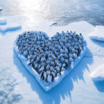 Penguins grouped together into the shape of a heart