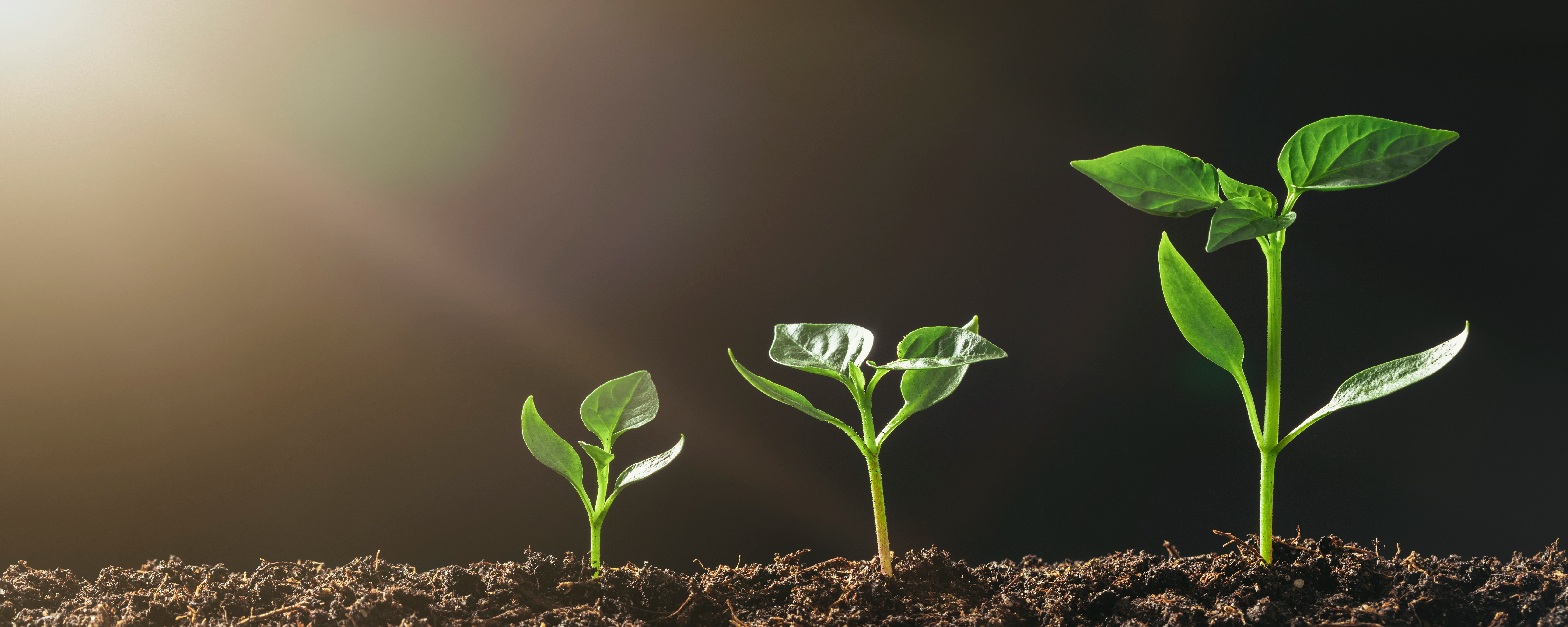 Does a "Growth Mindset" Matter? Evidence from Half a Million Students