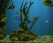 aquarium