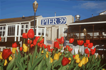 pier 39